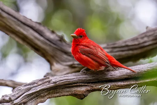 Summer Tanager