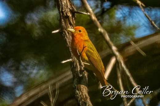 Summer Tanager