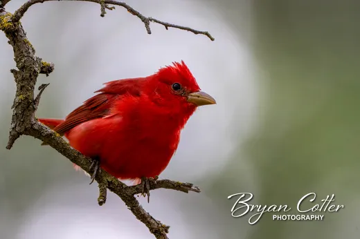 Summer Tanager