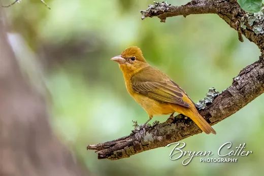 Summer Tanager