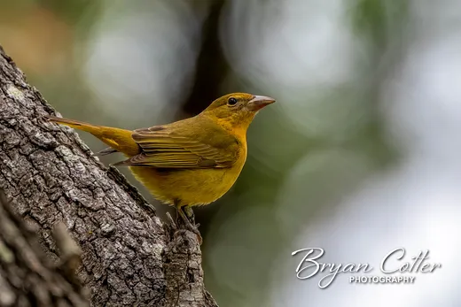 Summer Tanager