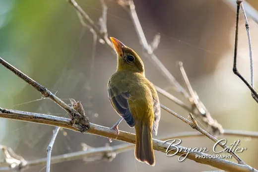 Summer Tanager