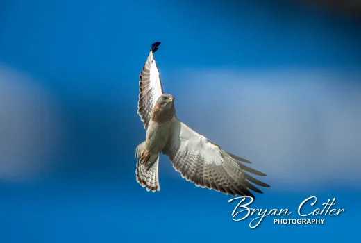 Swainson's Hawk photographed in Texas by Bryan Cotter