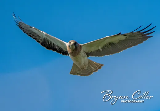 Swainson's Hawk