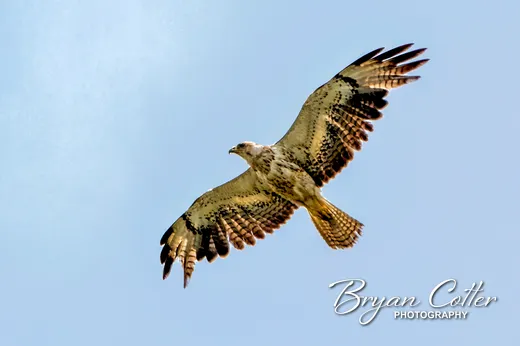 Swainson's Hawk photographed in the Rio Grande Valley region of Texas by Bryan Cotter