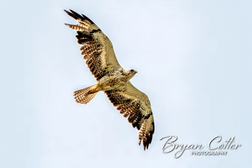 Swainson's Hawk