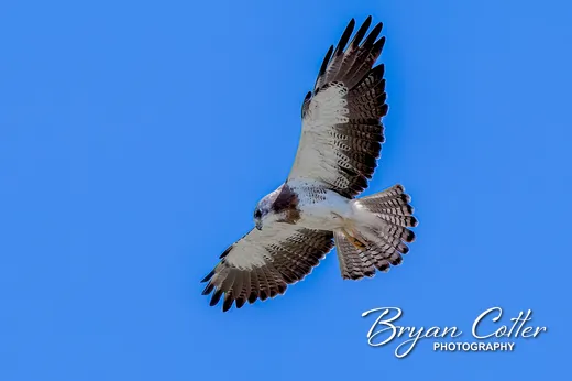 Swainson's Hawk
