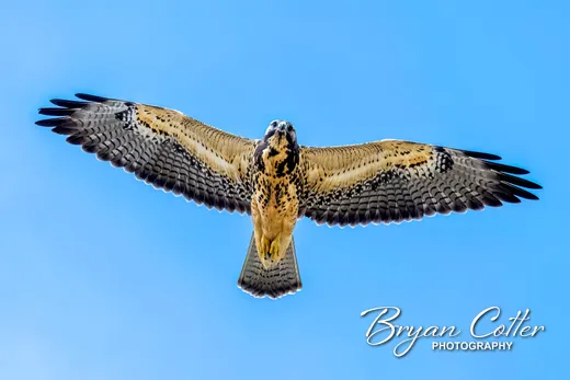 Swainson's Hawk