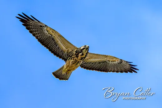 Swainson's Hawk