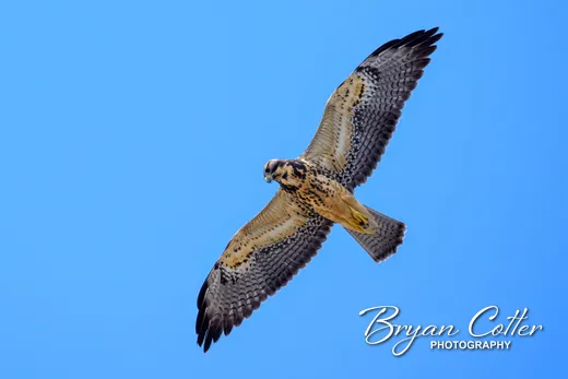 Swainson's Hawk