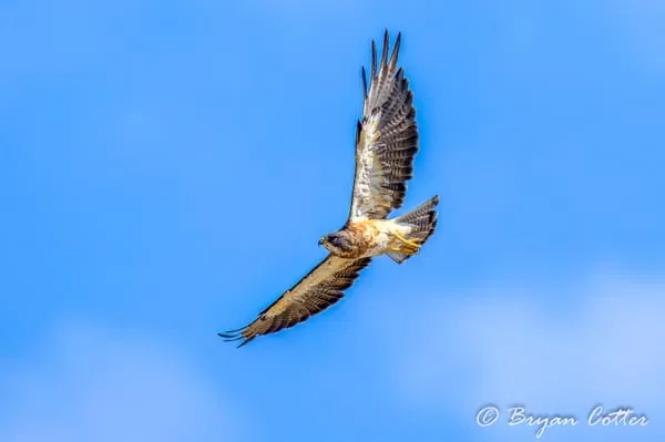 Swainson's Hawk