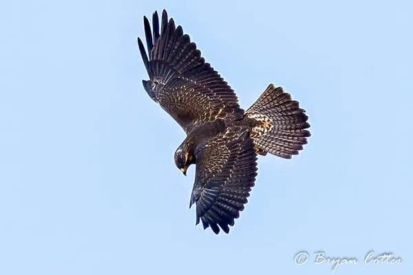 Swainson's Hawk