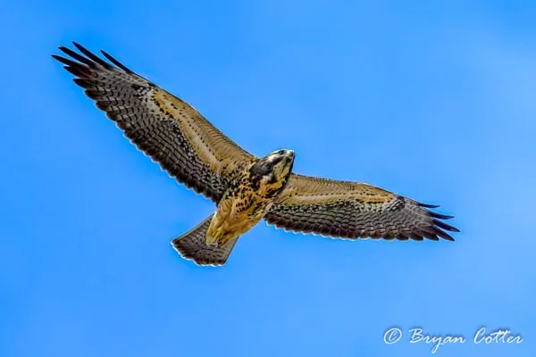 Swainson's Hawk