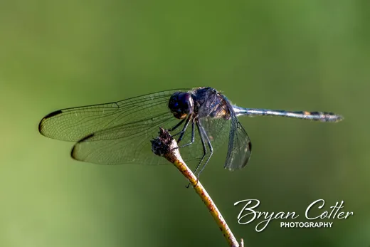 Swift Setwing Dragonfly photographed in Texas by Bryan Cotter