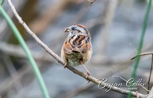 Swamp Sparrow