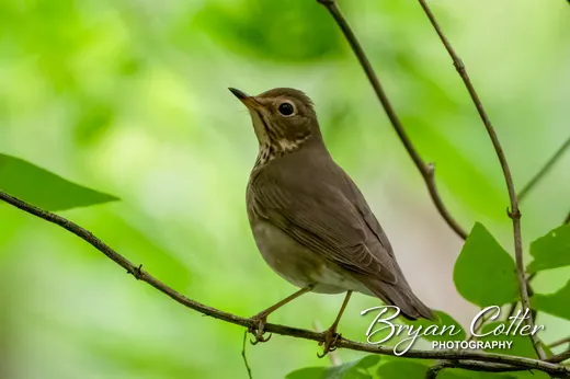 Swainson's Thrush