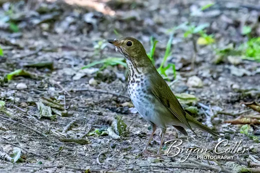 Swainson's Thrush