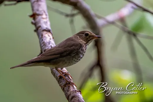 Sage Thrasher