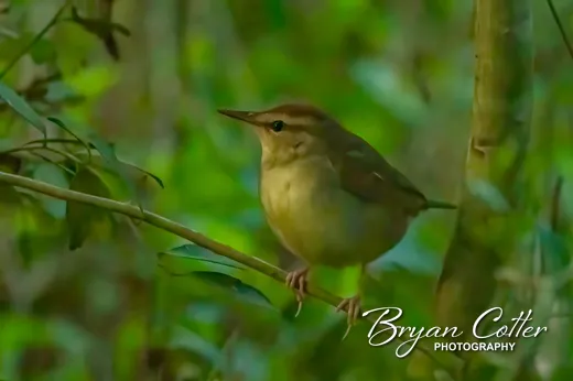 Swainson's Warbler photographed in Texas by Bryan Cotter