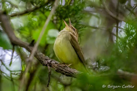 Swainson's Warbler