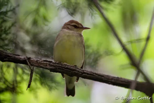 Swainson's Warbler