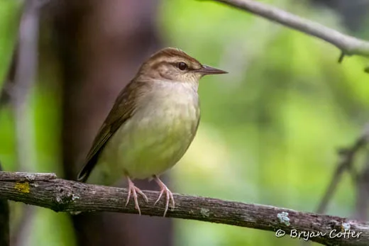 Swainson's Warbler