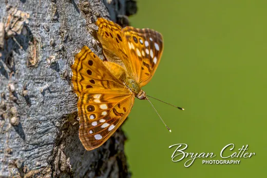 Tawny Emperor