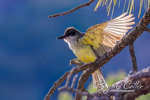 Thick-billed Kingbird photographed in the Davis Mountains region of Texas by Bryan Cotter