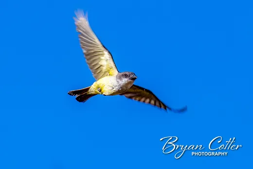 Thick-billed Kingbird