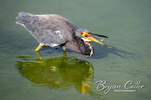 Tricolored Heron