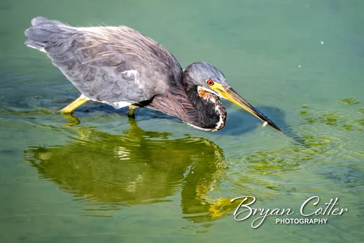 Tricolored Heron
