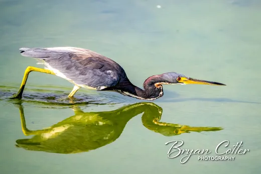 Tricolored Heron