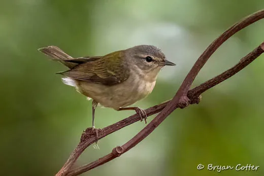 Tennessee Warbler