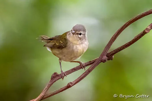 Tennessee Warbler