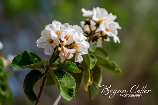 Mexican Olive
