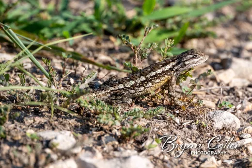 Texas Spiny Lizard photographed in the Austin Area region of Texas by Bryan Cotter