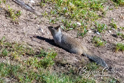 Rock Squirrel
