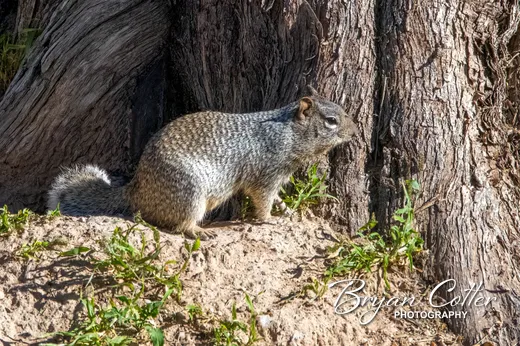 Rock Squirrel