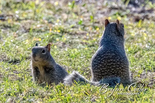 Rock Squirrel