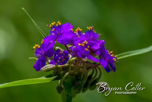 Texas Spiderwort