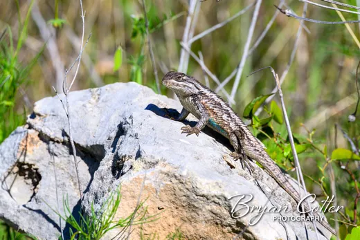 Texas Spiny Lizard