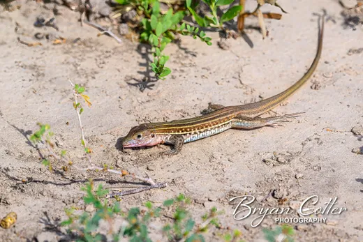 Texas Spotted Whiptail