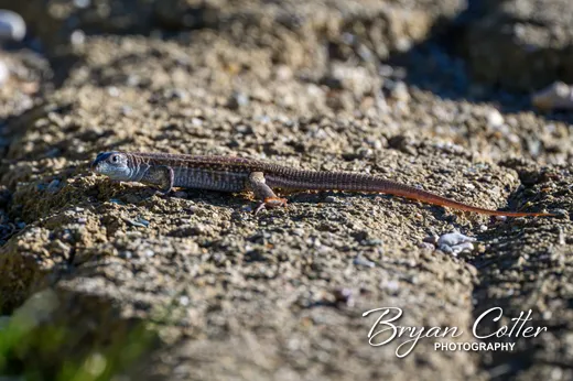 Texas Spotted Whiptail photographed in the Guadalupe Mountains region of Texas by Bryan Cotter