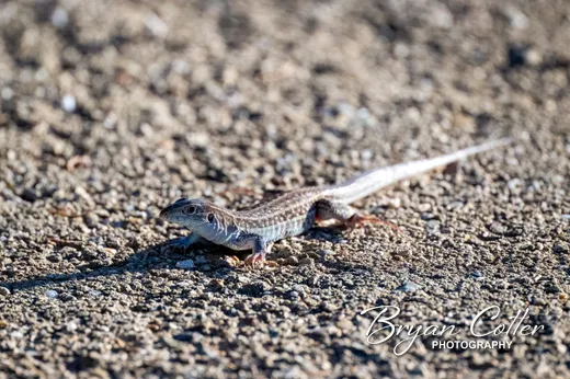 Texas Spotted Whiptail