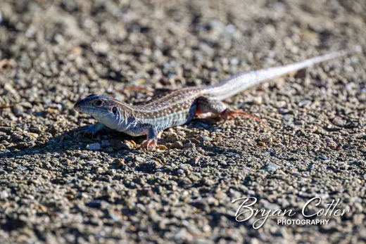 Texas Spotted Whiptail