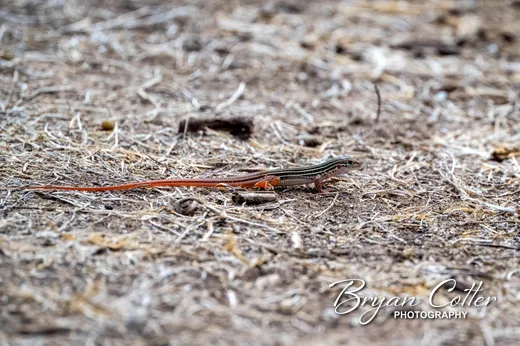 Texas Spotted Whiptail