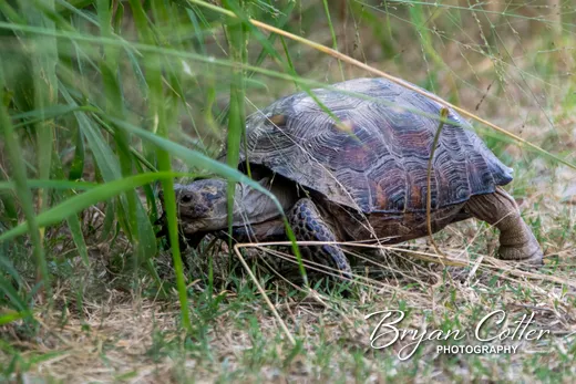 Texas Tortoise