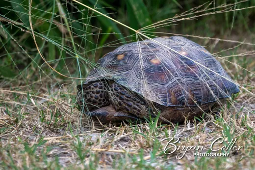 Texas Tortoise