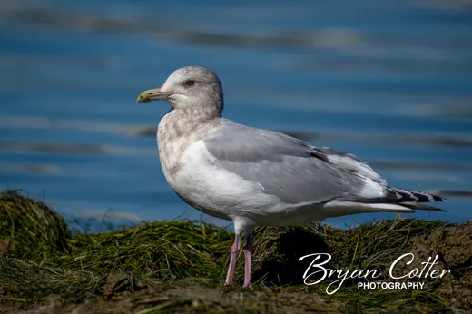Thayer's Gull