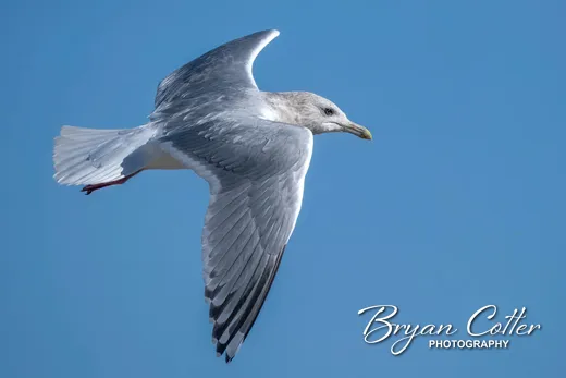 Thayer's Gull